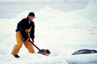 Forrás: protectseals.org
