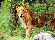 Forrás: sanwild.org