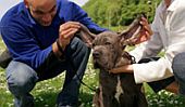 Forrás: datemypet.com
