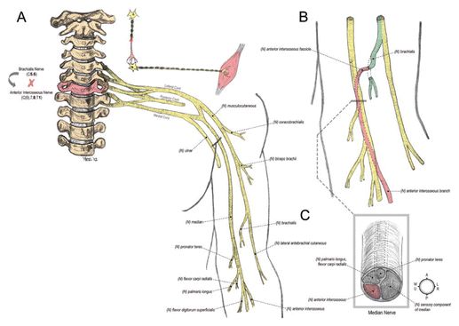 Forrás: Journal of Neurosurgery Forrás: Journal of Neurosurgery