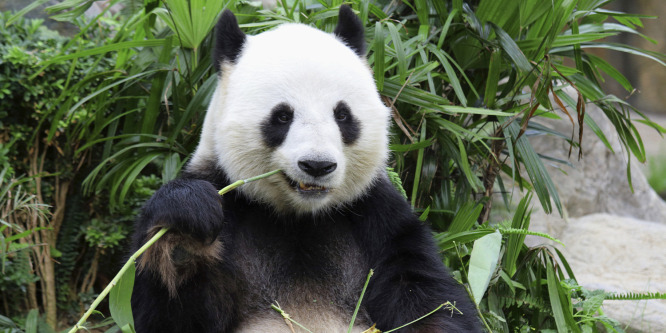 Bébi panda jósolhatja meg a focivébé eredményeit