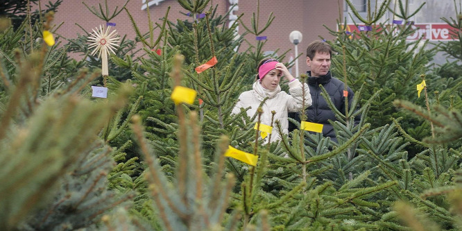 Nem éri meg az utolsó napokban karácsonyfát venni