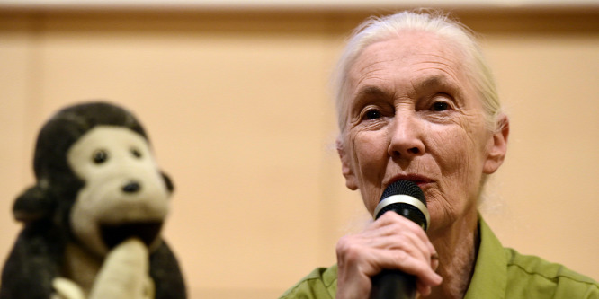 Jane Goodall szerint a járvány után bölcsebben kell bánni a bolygóval