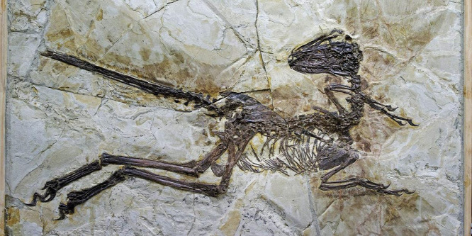 Majdnem teljes dinoszaurusz-fosszília Kínából