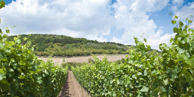 Tokaj: szükség van a radikalizmusra