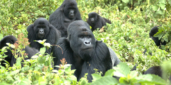 Már nem fenyegeti a kihalás a barázdásbálnákat és a hegyi gorillákat