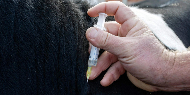 Lépfenével kezelnek egy házaspárt Békés megyében