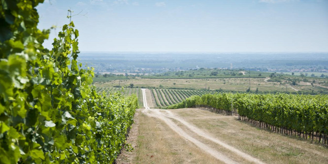 Kína felé nyitna Tokaj