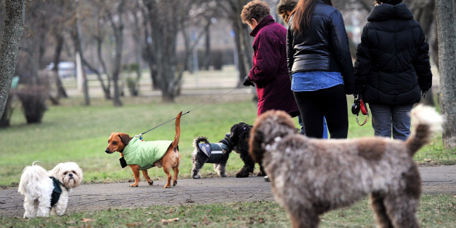 Kutyaszorítóban a kőbányai kutyások