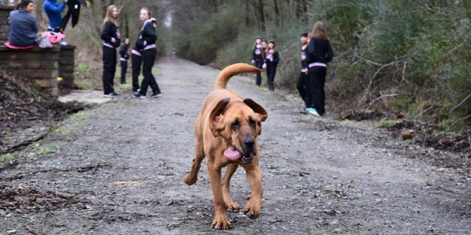 Lefutotta a félmaratont egy véreb az Államokban