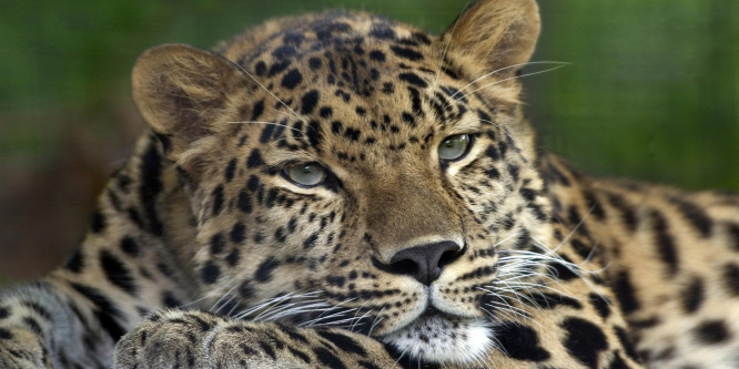Házba betörő leopárdot fogtak el Indiában