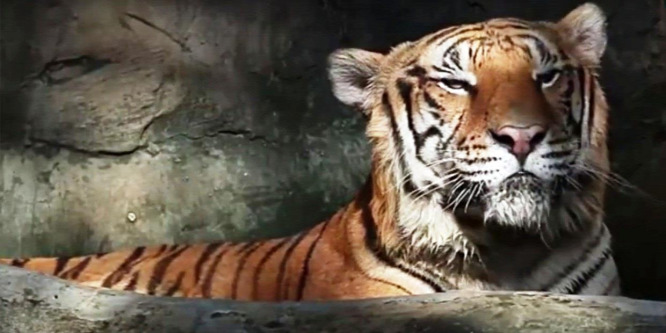 Megölte gondozóját egy tigris