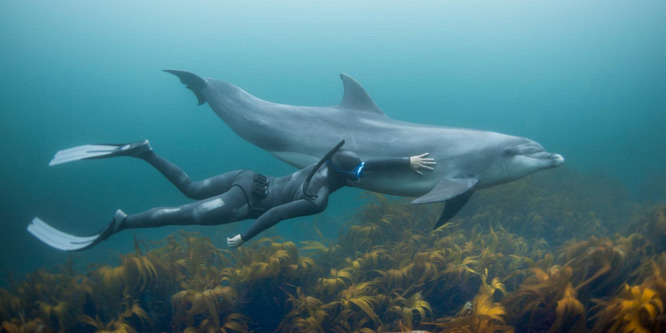 Nem mindig őszinte a delfinmosoly