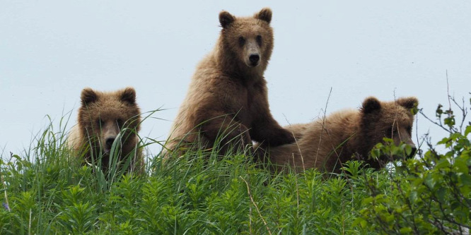 Egy egész napot töltöttem a grizzlyk között