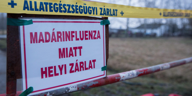 Madárinfluenzás hízóludakat találtak Kiskunmajsán