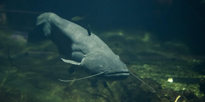 Támogatói jegyeket árusít a Tisza-tavi Ökocentrum is