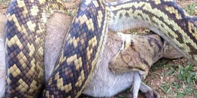 Kölykével együtt nyelte le a wallabyt a piton