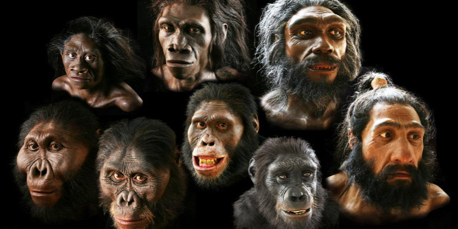 Tesztelje, mennyit tud az emberi evolúcióról!