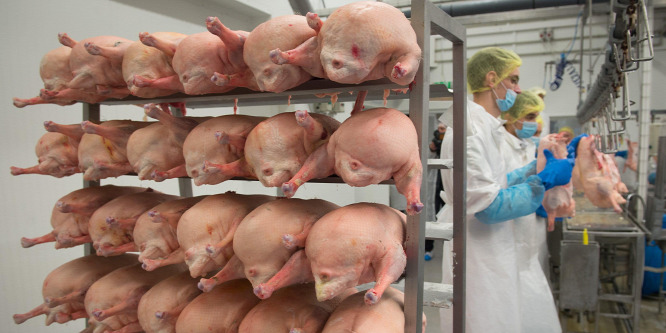 Így lett sikeres csirkefarm a kényszerből Ludason