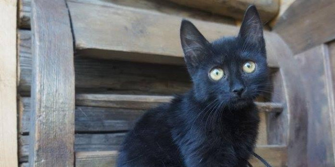 Sátánistáktól féltik a fekete macskákat halloween idején