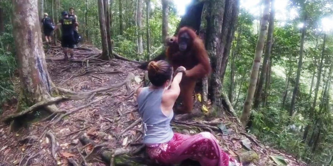 Túszul ejtette az orangután a gyanútlan turistát - videó
