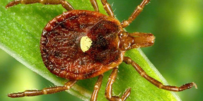 Lyme-kór: A téves diagnózis a legnagyobb probléma