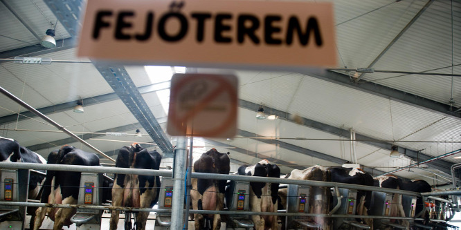 Hogyan él a dobozba tejelő tehén?