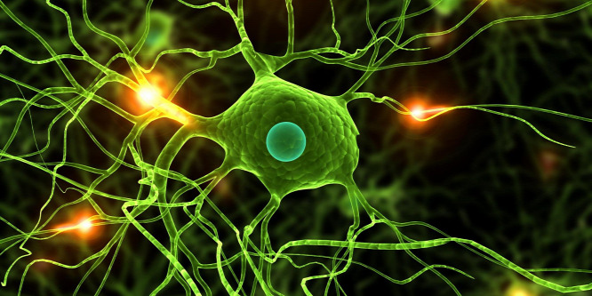 Átprogramozott őssejtek agyba ültetésével kezelnék a Parkinson-kórt