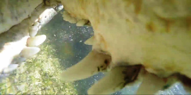Krokodil ölt embert egy zimbabwei nemzeti parkban