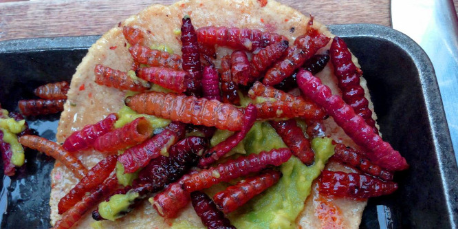 Mexikói csemege: hernyós taco