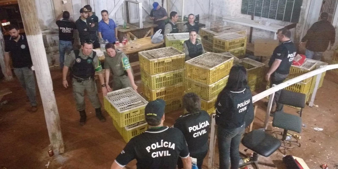 Illegális kakasviadalokat szervezett az egykori Barca-játékos