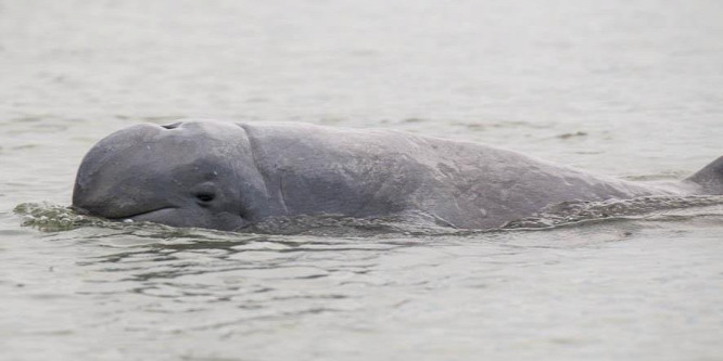 Örvendetesen sok kúposfejű delfin született idén a Mekongban