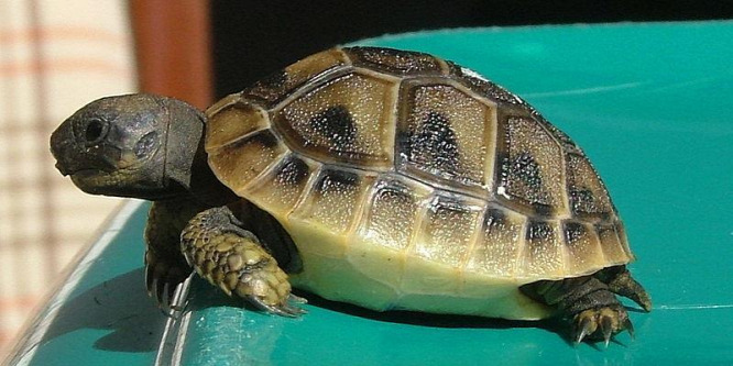 Görögteknősök árasztották el Prágát