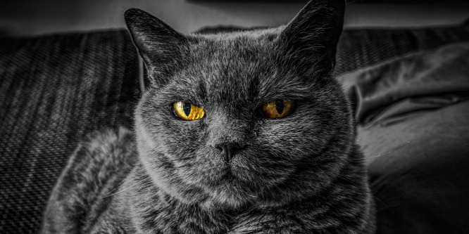 Az év állása: nyuszi- és cicasimogatókat keresnek