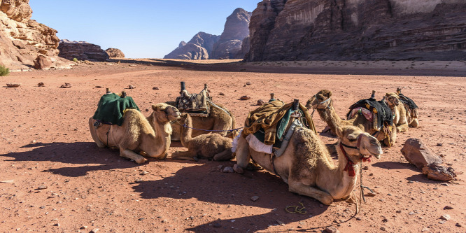 Megnyílt a világ első tevekórháza Dubajban