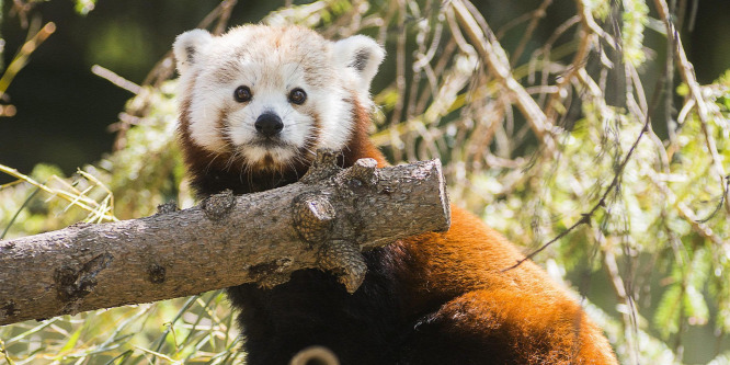 Újabb cukiság - Kis panda érkezett Nyíregyházára