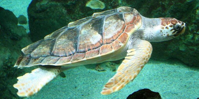 Visszatérnek a kipusztított teknősfajok Ciprus partjaira