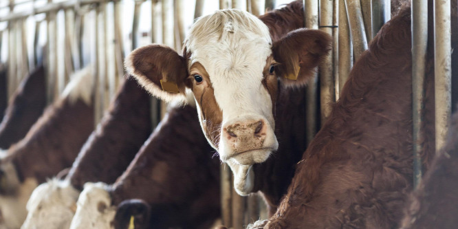 Leáll az antibiotikumos marhahússal a McDonald's