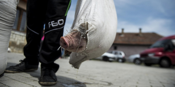 Interneten követheti bárki, ahogy felnevelik a malacát