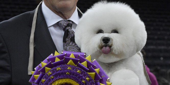 Flynn, a bichon frisé lett a győztesek győztese