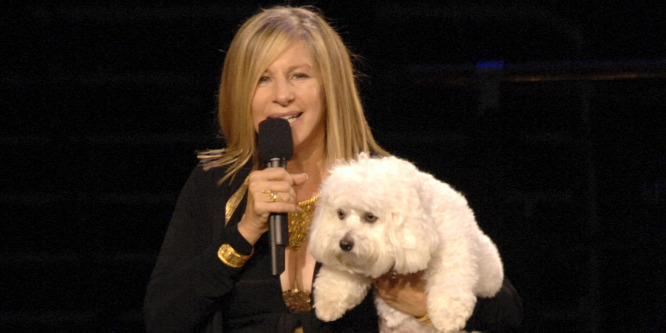 Barbra Streisand kétszer is klónoztatta kutyáját