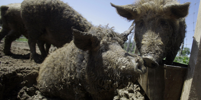 Sikeres a magyar mangalica Japánban