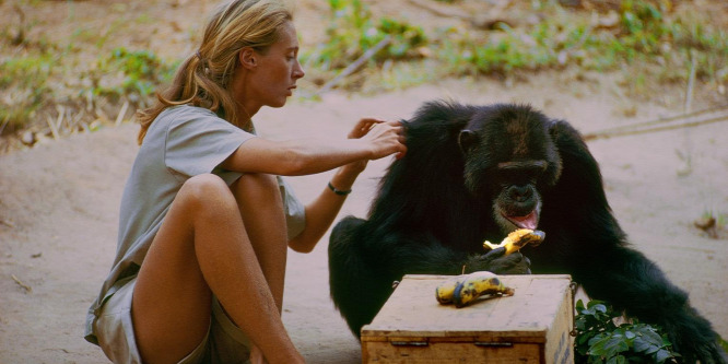 Soha nem látott felvételek a csimpánzokkal élő Jane Goodallról