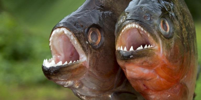 Tudja-e, hogy mitől borotvaélesek mindig a piranha fogai?