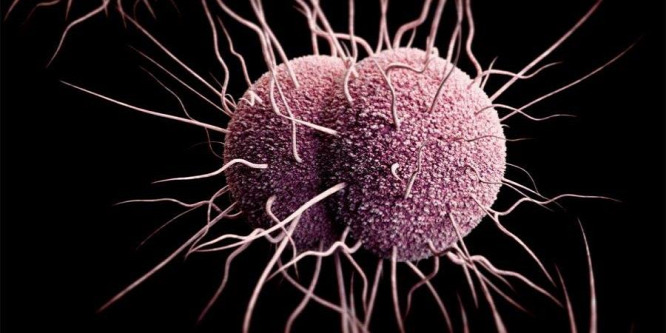 Súlyos fenyegetést jelent a szuperrezisztens gonorrhea baktérium