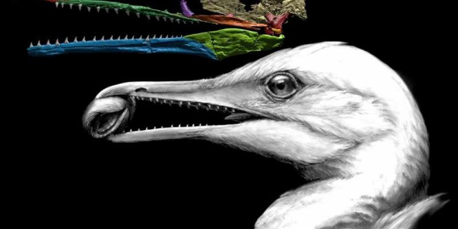 Megtalálták a madarak evolúciójának egy kulcsfontosságú láncszemét