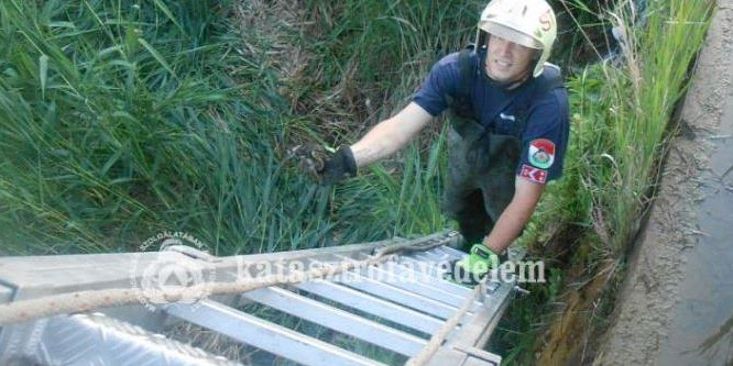Kiskacsákat mentettek a tűzoltók Salgótarjánban - videó