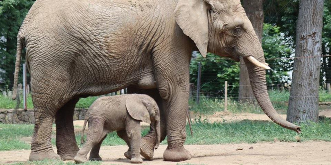 Újabb afrikai elefánt született a Nyíregyházi Állatparkban