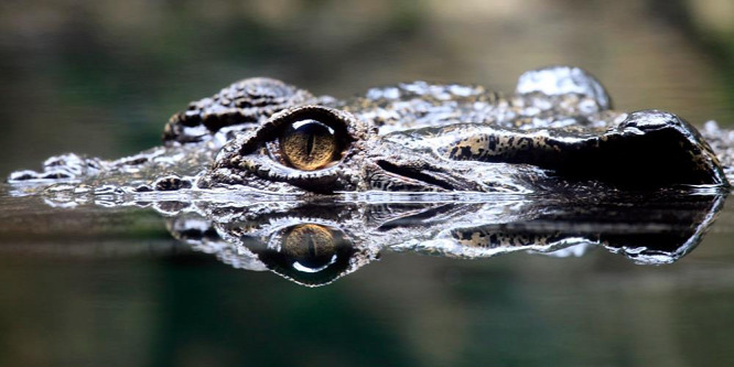 Krokodil tartja rettegésben a krétai embereket
