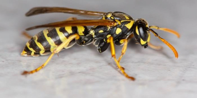 Majdnem meghalt darázscsípés miatt, helikopterrel vitték kórházba - videó